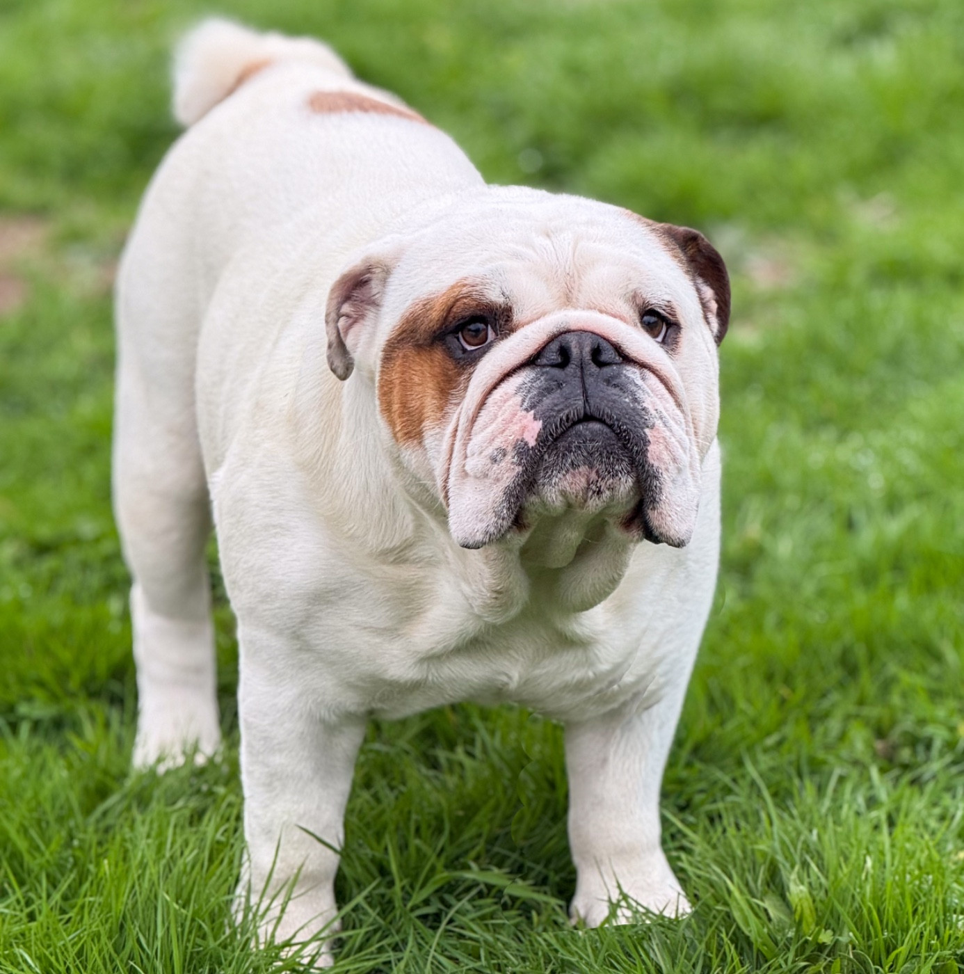 D'Or Wood Unstoppable