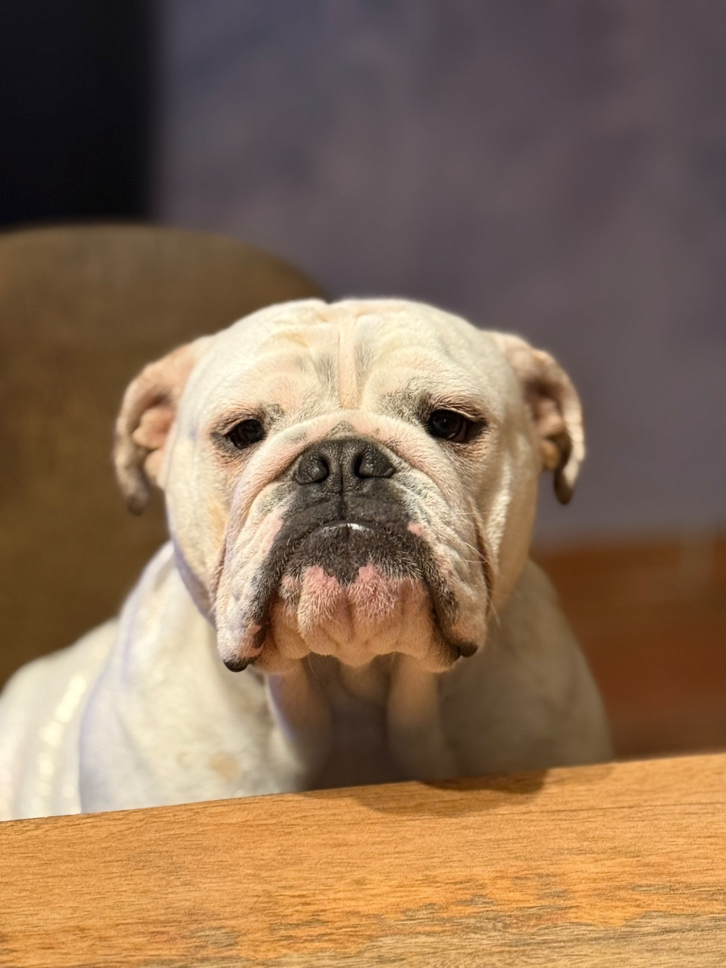 Krysbull Virginia dorwood