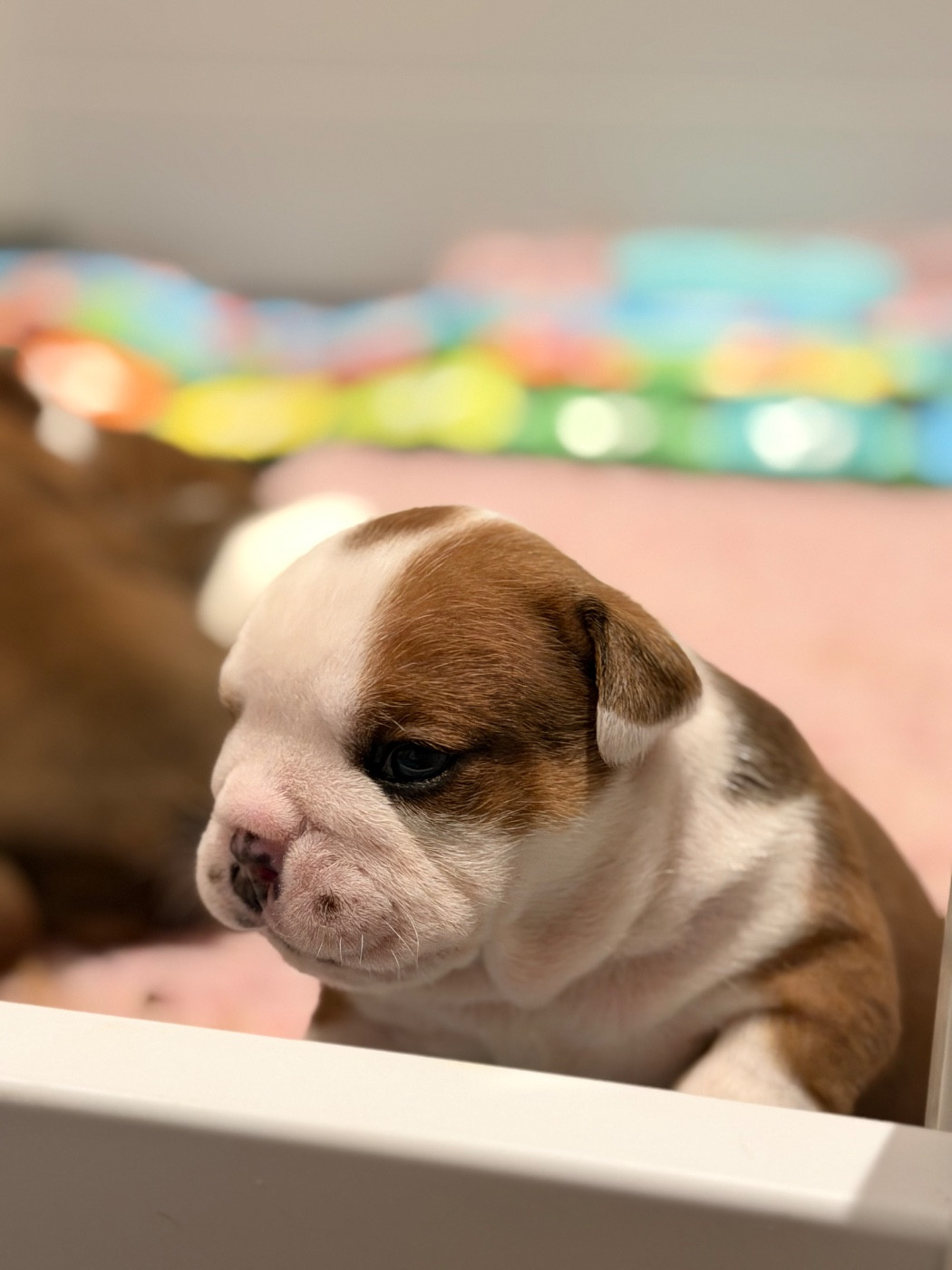 De Winny Bull - Chiots disponibles - Bulldog Anglais