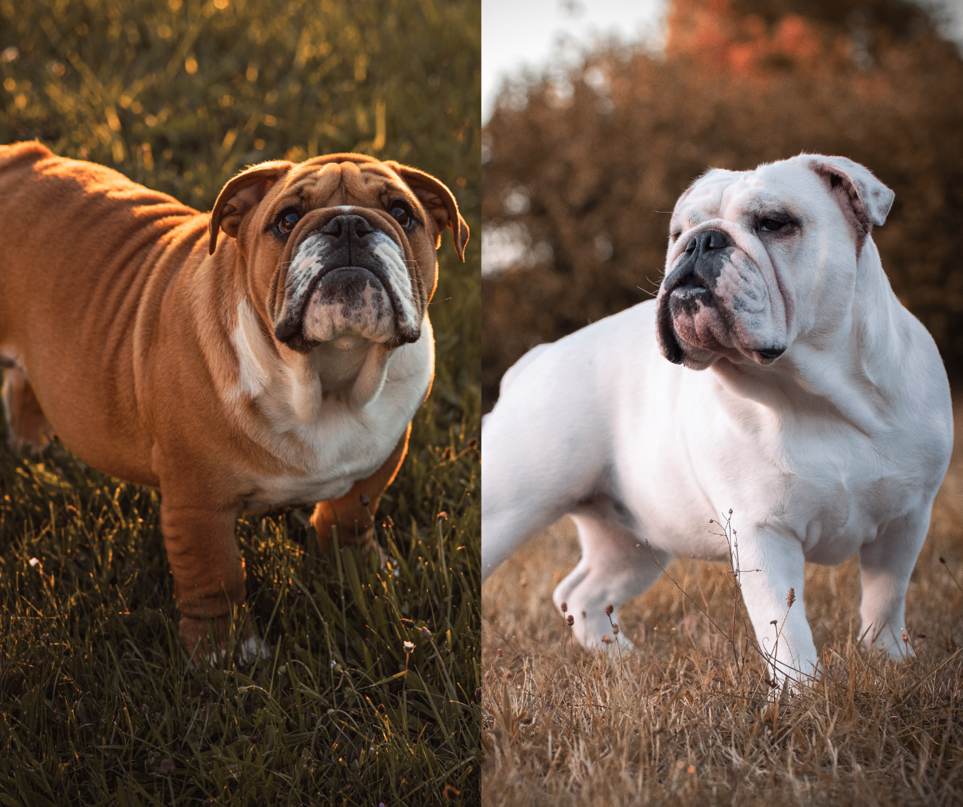 De Winny Bull - Bulldog Anglais - Portée née le 28/01/2026