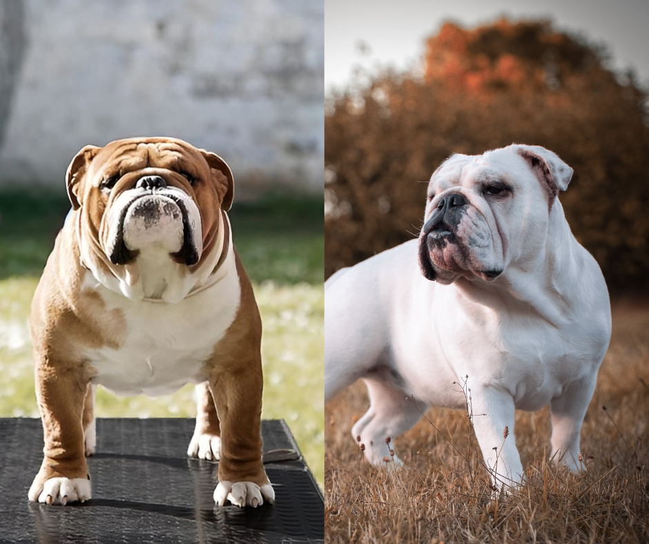 Chiot Bulldog Anglais De Winny Bull