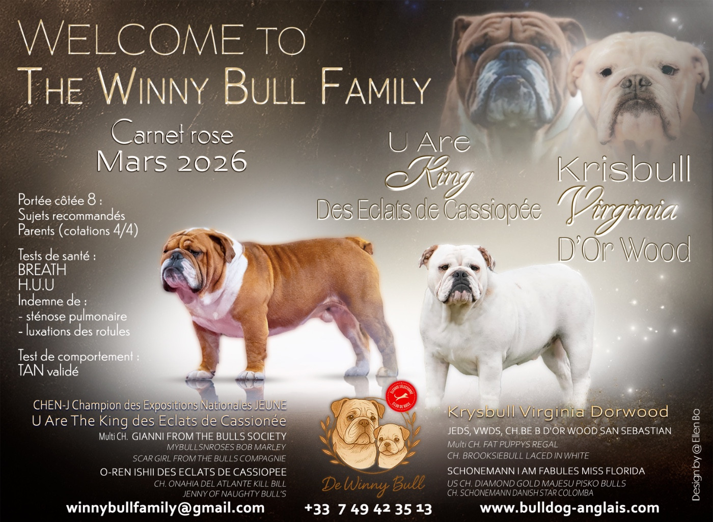 De Winny Bull - Bulldog Anglais - Portée née le 08/03/2026