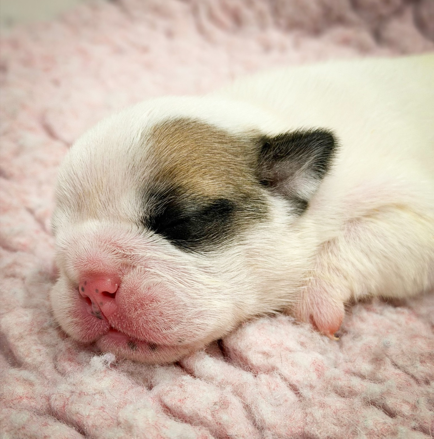 De Winny Bull - Chiots disponibles - Bulldog Anglais