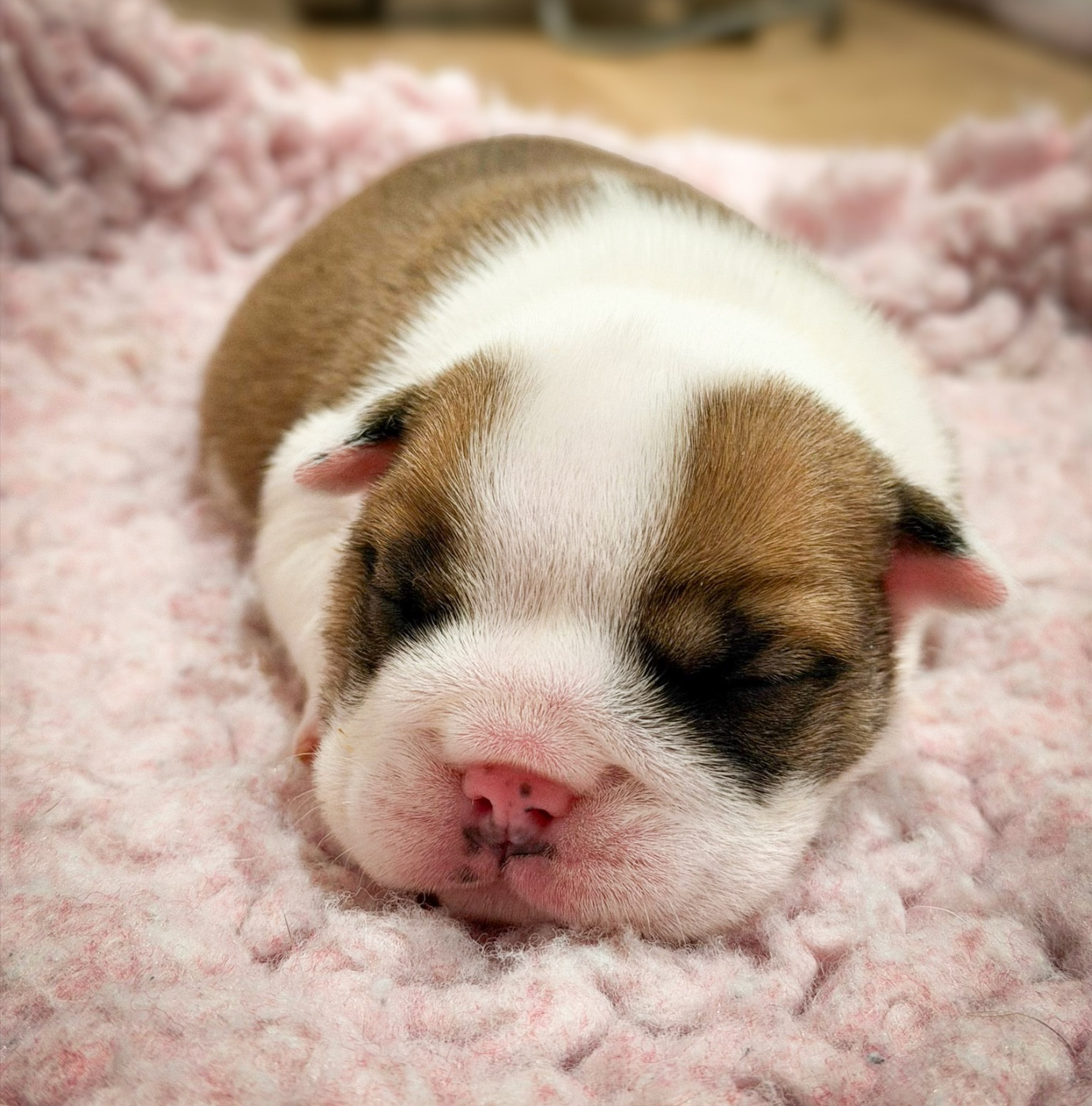 De Winny Bull - Chiots disponibles - Bulldog Anglais