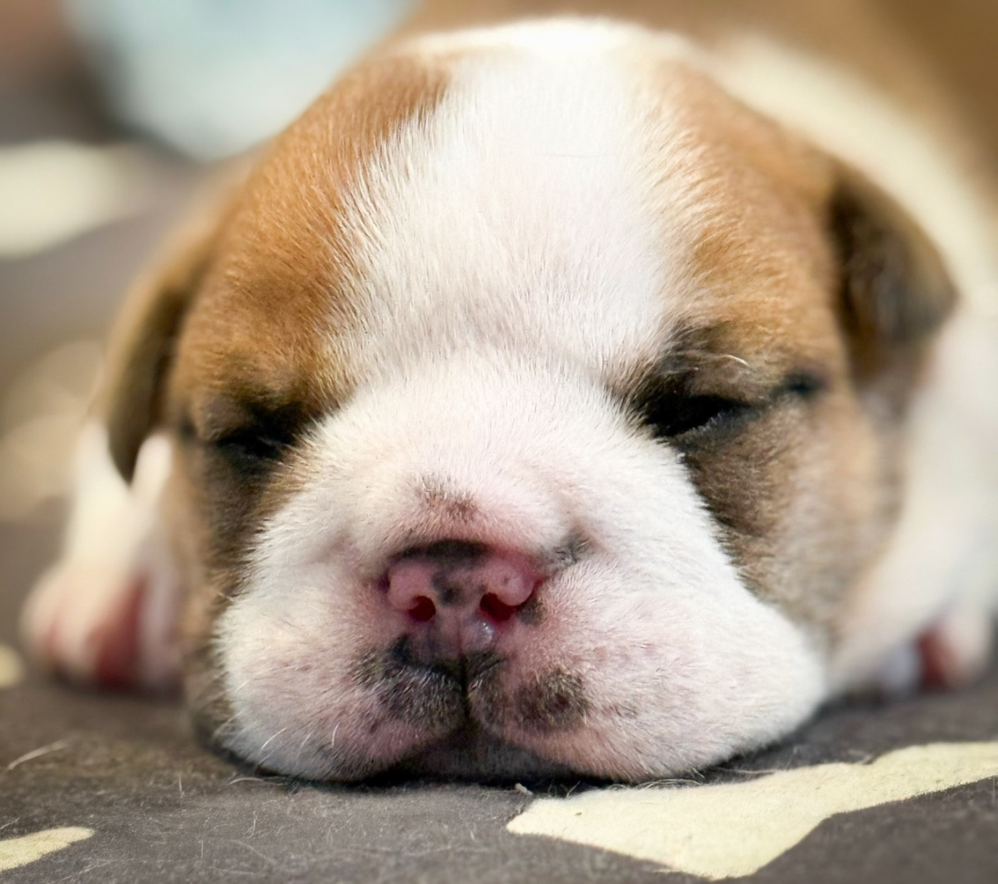 De Winny Bull - Chiots disponibles - Bulldog Anglais