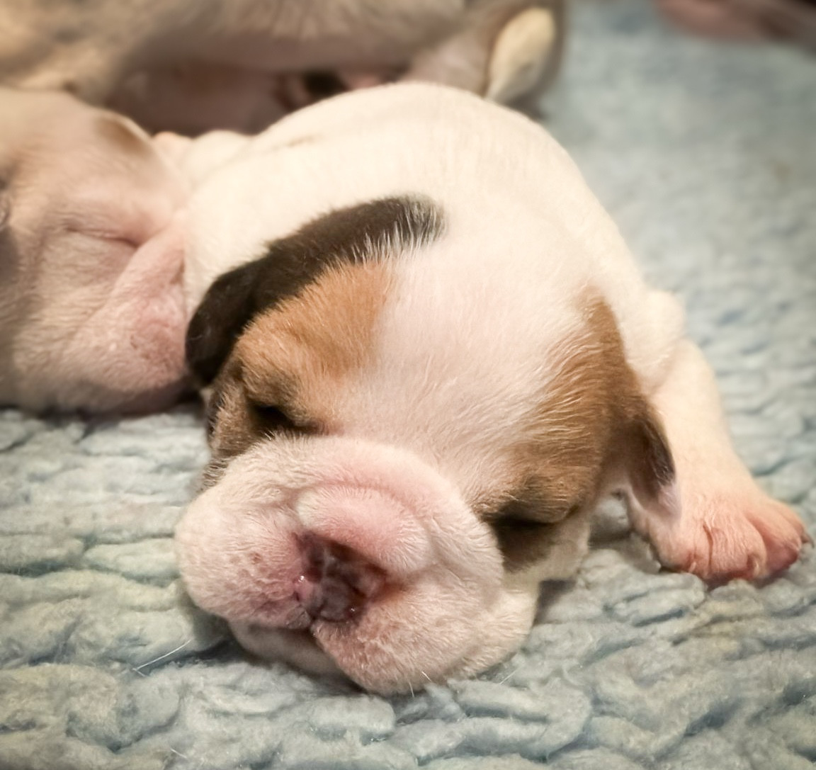 De Winny Bull - Chiots disponibles - Bulldog Anglais