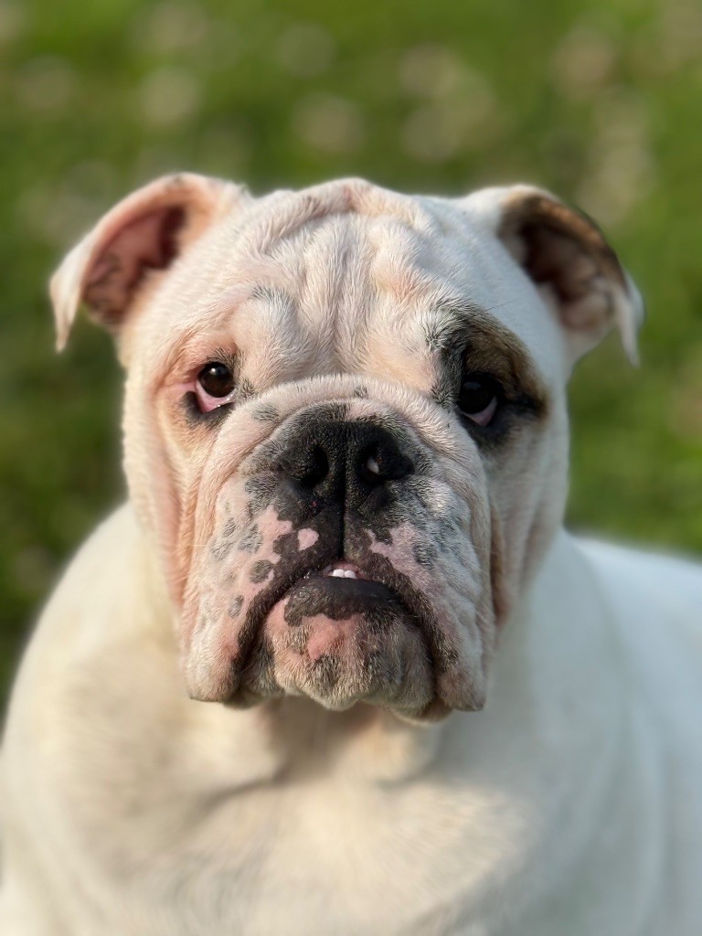 De Winny Bull - Chiots disponibles - Bulldog Anglais